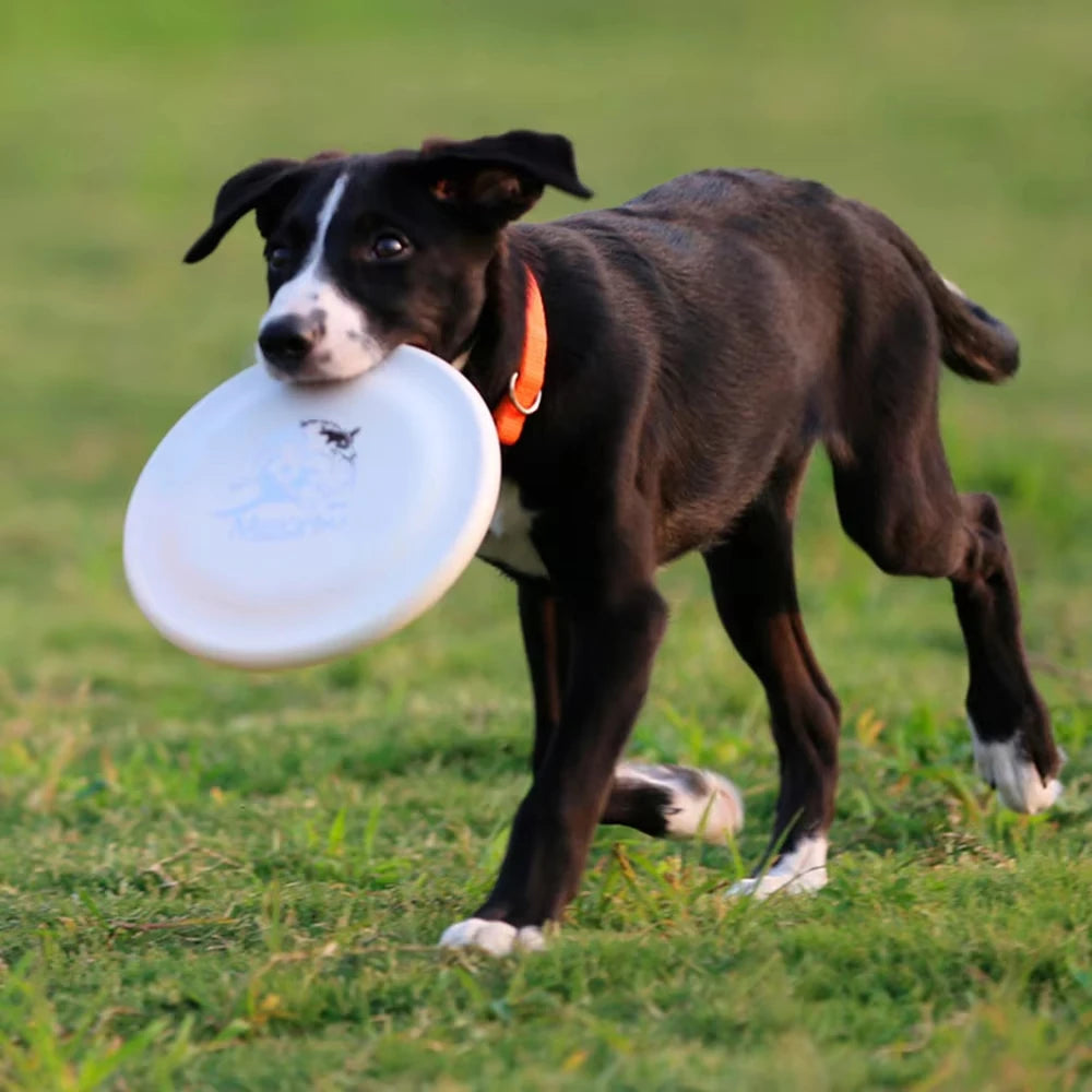 Dog Training Disc - Durable Pet for Puppy & Adult Dog Training